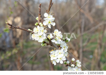 Early spring pear blossoming outdoors Early spring pear blossoming outdoors 138565809