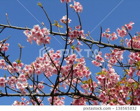 Kawazu cherry blossoms in full bloom in front of Inage-kaigan Station Kawazu cherry blossoms in full bloom in front of Inage-kaigan Station 138565832