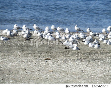 黑頭鷗聚集在霧川濱的沙灘上 138565835