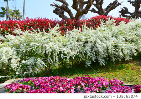 Spiraea, Photinia glabra (Red Robin), and Viola 138565874