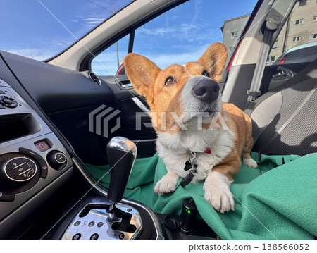 A beautiful red Welsh corgi in a passenger car A beautiful red Welsh corgi in a passenger car 138566052