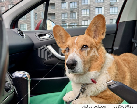A beautiful red Welsh corgi in a passenger car A beautiful red Welsh corgi in a passenger car 138566053
