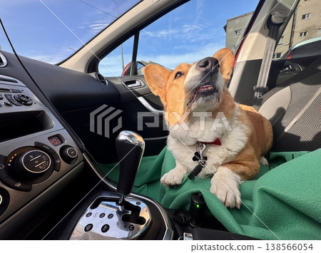 A beautiful red Welsh corgi in a passenger car A beautiful red Welsh corgi in a passenger car 138566054
