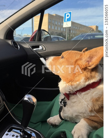 A beautiful red Welsh corgi in a passenger car A beautiful red Welsh corgi in a passenger car 138566055