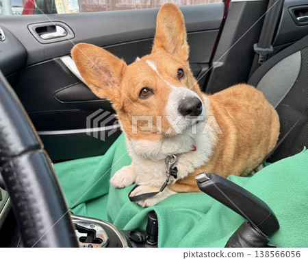 A beautiful red Welsh corgi in a passenger car A beautiful red Welsh corgi in a passenger car 138566056