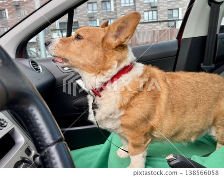 A beautiful red Welsh corgi in a passenger car A beautiful red Welsh corgi in a passenger car 138566058