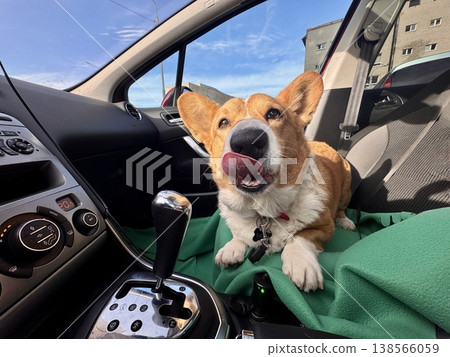 A beautiful red Welsh corgi in a passenger car A beautiful red Welsh corgi in a passenger car 138566059