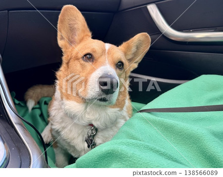 A beautiful red Welsh corgi in a passenger car A beautiful red Welsh corgi in a passenger car 138566089