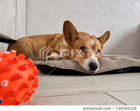 sad red-colored Welsh corgi at home on a couch sad red-colored Welsh corgi at home on a couch 138566106