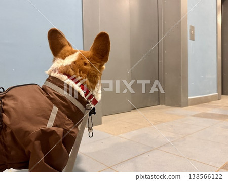 A happy red-haired Welsh corgi in a jumpsuit is going for a walk A happy red-haired Welsh corgi in a jumpsuit is going for a walk 138566122