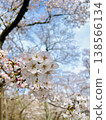 春日藍天下，櫻花花瓣競相綻放。 138566134
