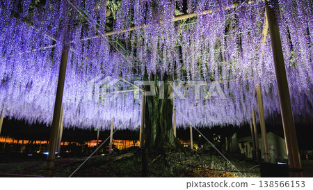 天王河公園的紫藤（愛知縣對馬市） 138566153