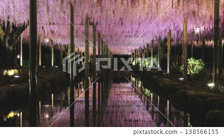 天王河公園的紫藤花架（愛知縣對馬市） 138566155