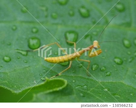 Photographs of a baby praying mantis in its natural habitat 138566232