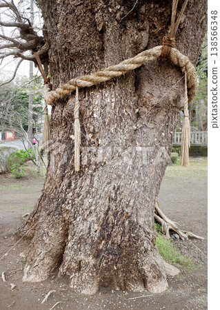Kannoji Temple, Kanoyama, Kimitsu City, Chiba Prefecture: The Great Ginkgo Tree of Seimei Kannoji Temple, Kanoyama, Kimitsu City, Chiba Prefecture: The Great Ginkgo Tree of Seimei 138566348