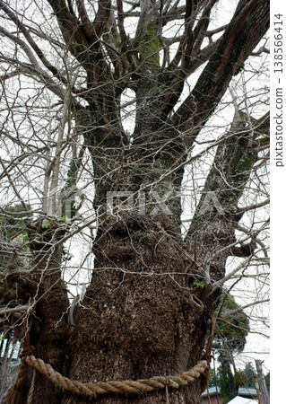 Kannoji Temple, Kanoyama, Kimitsu City, Chiba Prefecture: The Great Ginkgo Tree of Seimei Kannoji Temple, Kanoyama, Kimitsu City, Chiba Prefecture: The Great Ginkgo Tree of Seimei 138566414