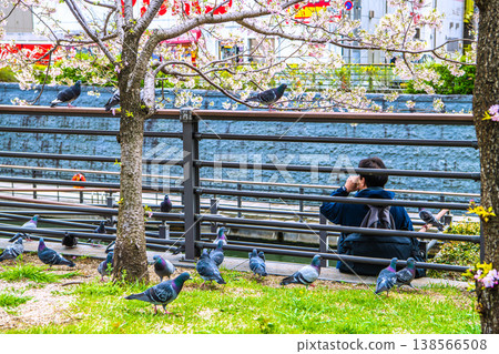 東京城市景觀掠影：在忍成公園的休息區旁，鴿子聚集在一起。它們圍著我放在包包裡的手……但悲劇很快就發生。 138566508