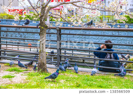 A glimpse of the cityscape of Tokyo, Japan: Pigeons gathered beside a rest area in Oshinari Park. They gathered around my hand in my bag... but tragedy soon followed. 138566509