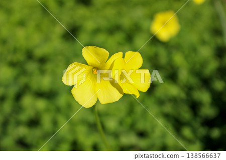 Large-flowered wood sorrel blossoms vividly in the winter sunlight (Shizuoka Prefecture) Large-flowered wood sorrel blossoms vividly in the winter sunlight (Shizuoka Prefecture) 138566637