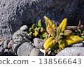四棱豆（Tetragonia tetragonioides），一種生長在岩石海岸的沿海植物（神奈川縣真鶴港） 138566643