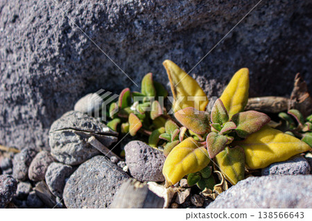 四棱豆(Tetragonia tetragonioides),一種生長在岩石海岸的沿海植物(神奈川縣真鶴港) 四棱豆(Tetragonia tetragonioides),一種生長在岩石海岸的沿海植物(神奈川縣真鶴港) 138566643