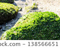 岩壁上覆蓋著鮮豔的綠色苔蘚（神奈川縣真鶴岬） 138566651