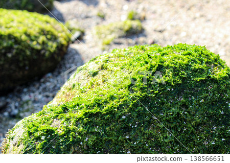 Vibrant green moss covering the rock face (Manazuru Cape, Kanagawa Prefecture) Vibrant green moss covering the rock face (Manazuru Cape, Kanagawa Prefecture) 138566651
