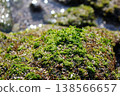 馬納祖魯岬海岸上自然生長的鮮亮綠色苔蘚和岩石海岸的紋理。 138566657