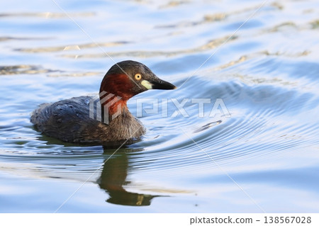 Cute little grebe 138567028