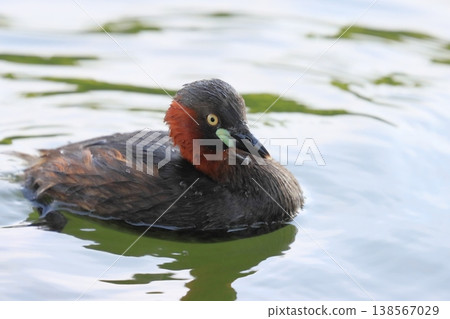 Cute little grebe 138567029