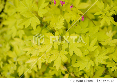 Bleeding Heart Gold Heart with Vibrant Yellow Foliage Bleeding Heart Gold Heart with Vibrant Yellow Foliage 138567048