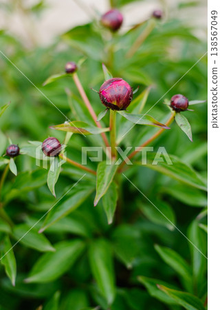 Close up of Crimson Peony Kansas Bud in Sunny Backyard Close up of Crimson Peony Kansas Bud in Sunny Backyard 138567049