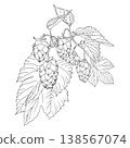 Hops brancch or Humulus lupulus branch with leaves cones hand drawn. Botanical line art isolated. Perfect for craft beer design, brewery branding, packaging, labels and vintage botanical compositions. 138567074