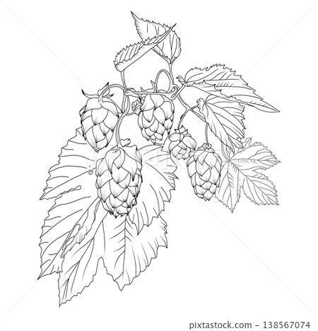 Hops brancch or Humulus lupulus branch with leaves cones hand drawn. Botanical line art isolated. Perfect for craft beer design, brewery branding, packaging, labels and vintage botanical compositions. 138567074