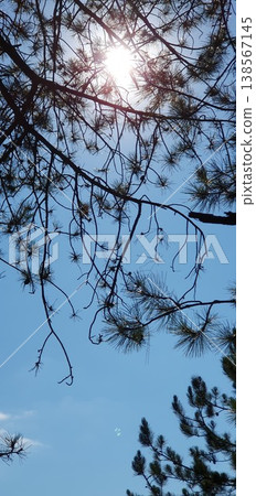 Phone photo of pine tree branches against a blue sky with bright sunlight in the Caucasus. Scenic nature view showing forest landscape, summer light, and mountainous outdoor environment. 138567145