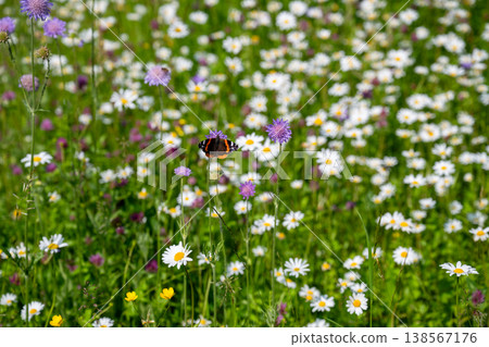 Butterfly on wildflower meadow with blooming daisies and summer nature background Butterfly on wildflower meadow with blooming daisies and summer nature background 138567176