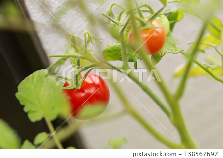 Mini tomatoes, home garden, tomato plant 138567697