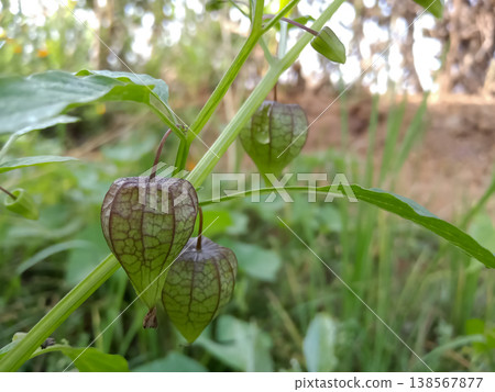 Wlid plant in agriculture farm This is called the physalis minima in india Wlid plant in agriculture farm This is called the physalis minima in india 138567877