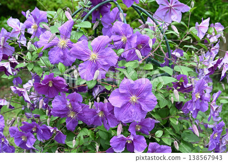 A beautiful purple clematis A beautiful purple clematis 138567943