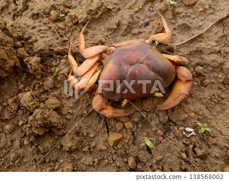 Red indian wild crab 138568002