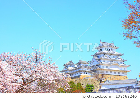 Scenery of cherry blossoms in full bloom and Himeji Castle, Himeji City, Hyogo Prefecture 138568240