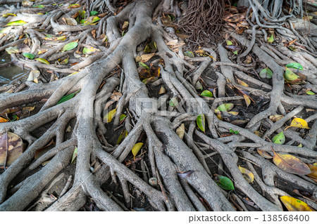Exposed Tree Roots Texture on Forest Ground Natural Pattern Background Exposed Tree Roots Texture on Forest Ground Natural Pattern Background 138568400