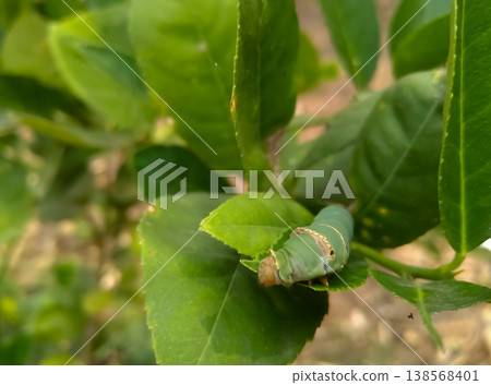 A green worm is eating lemon leaves 138568401