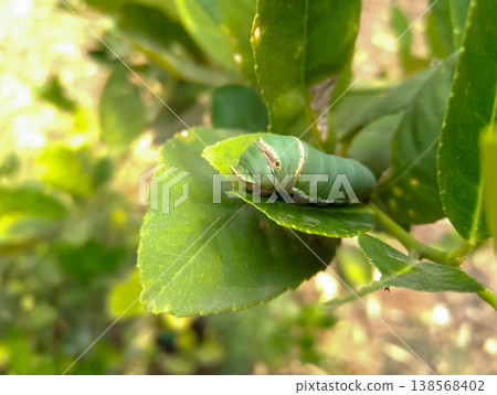 A green worm is eating lemon leaves A green worm is eating lemon leaves 138568402