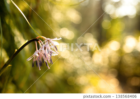 A scene of dwarf flowers illuminated by the morning sun, with golden bokeh effects. A scene of dwarf flowers illuminated by the morning sun, with golden bokeh effects. 138568406