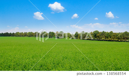 Lush Green Alfalfa Field Under a Bright Blue Sky 138568554