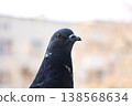 Close-up shot of a common pigeon with dark plumage and a bright orange eye. The bird is looking towards the camera against a soft, out-of-focus urban background in warm daylight. 138568634