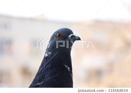 Close-up shot of a common pigeon with dark plumage and a bright orange eye. The bird is looking towards the camera against a soft, out-of-focus urban background in warm daylight. 138568634