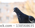 Close-up shot of a common pigeon with dark plumage and a bright orange eye. The bird is looking towards the camera against a soft, out-of-focus urban background in warm daylight. 138568635