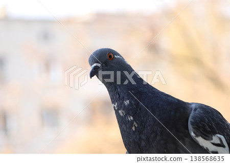 Close-up shot of a common pigeon with dark plumage and a bright orange eye. The bird is looking towards the camera against a soft, out-of-focus urban background in warm daylight. Close-up shot of a common pigeon with dark plumage and a bright orange eye. The bird is looking towards the camera against a soft, out-of-focus urban background in warm daylight. 138568635